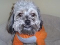 Our Dog Is Too Sexy for This S Icon