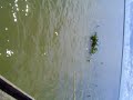 PESQUEIRO WAG PANORAMA-piau tres pintas