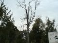 Two Bald Eagles Locust Hill