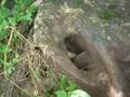 Terrier working groundhog in tree trunk