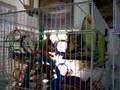 What's an Aviary without Birds?