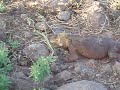 Galapagos land Iguana