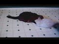 Catnip Warz