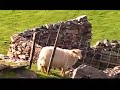 Nanttle Valley, Snowdonia, Wales UK Nanttle Valley, Snowdonia, Wales UK
