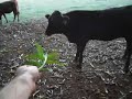 Bonsmara Bonsmara
