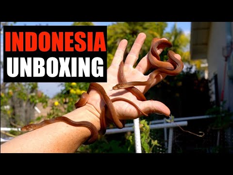 YouTube reptile video