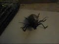 Misc hat huge insect