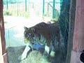 Tiger Aysha close up