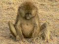 baboon eating