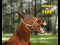Promo SMS - Chistes 2
