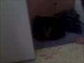 My Cat Misty