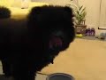 Zero - My Chow Chow Zero - My Chow Chow
