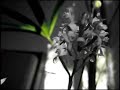 FLIM the bad plus
