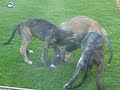 Charobie Irish Wolfhound puppies 8