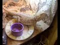 bearded-dragon-eating.html