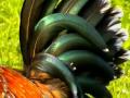Chicken, Booted Bantam, d\