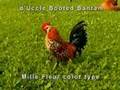 Chicken, Booted Bantam, d'Uccle
