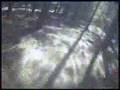 Pine forest