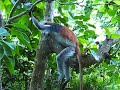 Red Colobus Monkey (Zanzibar) Red Colobus Monkey (Zanzibar)