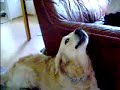 うたう犬動画