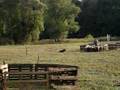 Boyero de Flandes video