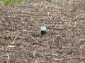 shooting 1lb propane bottle