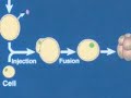 Mutations, Cloning and Creationism (part 2)