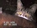 Maine Coon Cat Kissing Mouse Maine Coon Cat Kissing Mouse