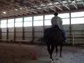 Clicker Training Trot to Canter