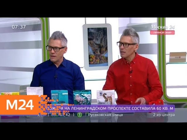 Как выбрать сухой корм для кошек - Москва 24
