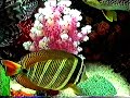 Paficic Aquarium