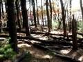 videos de Logs 1