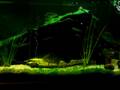 murray cod V gold fish 3