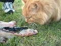 Cat eating a fresh fish