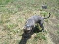 blue nose pitbull TANK blue nose pitbull TANK