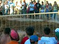 jovem tenta apanhar porco nas festas da torre de natal