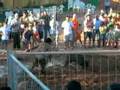 jovem tenta apanhar porco nas festas da torre de natal