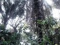 Forest at daytime - Uganda, Semiliki