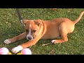 Playing With Sambo's Balls