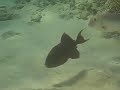 Triggerfish Sharm el Naga Egypt 2 aug 2006 201.mpg Triggerfish Sharm el Naga Egypt 2 aug 2006 201.mpg