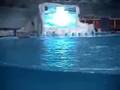 Dolphine Show 青岛海豚表演