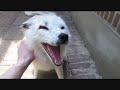 Watch '‪Russian Domesticated Foxes‬‏'