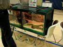 Green Mamba