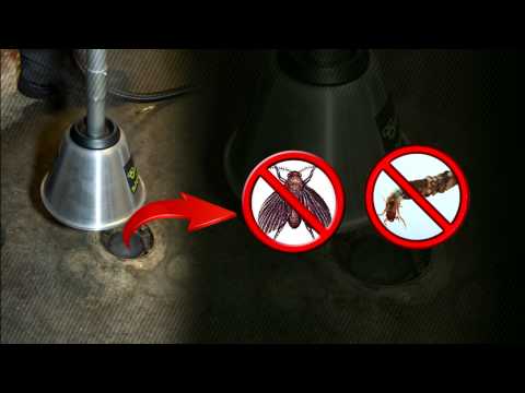how to eradicate drain flies