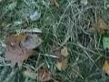 STUNNING SASQUATCH FOOTAGE STUNNING SASQUATCH FOOTAGE