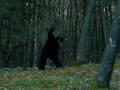 STUNNING SASQUATCH FOOTAGE
