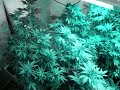 weed lovers smoke all day