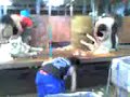 shearing gang