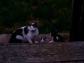 Cats in My Backyard Cats in My Backyard