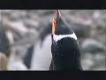 foca leopardo y pinguinos